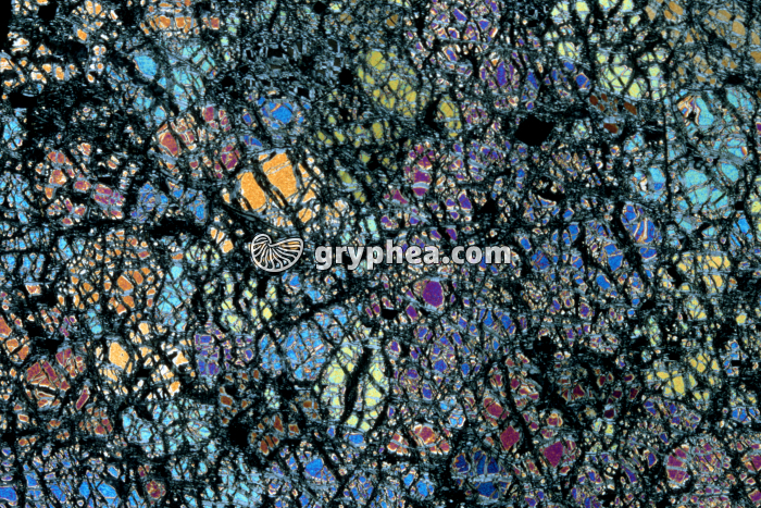 Dunite LPA x3,5 - gryphea.com